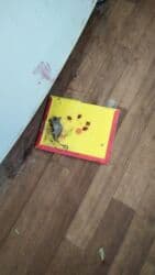 проекты домов: Дезинфекциялоо, дезинсекциялоо, | Канталалар, Бүргөлөр, Таракандар, | Транспорт, Офистер, Батирлер — 20