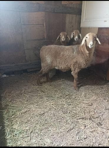 бараны мериносы токтушки: Продаю | Ягненок | Для разведения | Племенные — 2