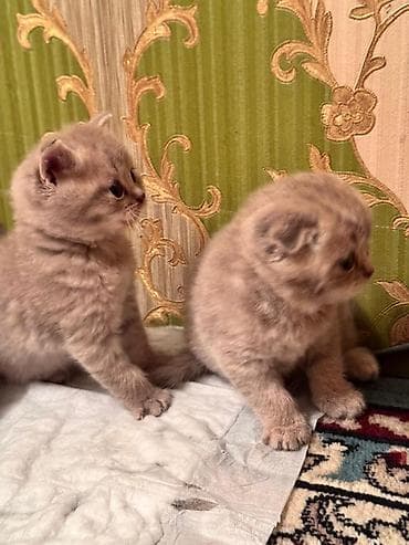 породистые кошки цена: Породистые котята серых и бежевых окрасов. Описание: - Тип — 5