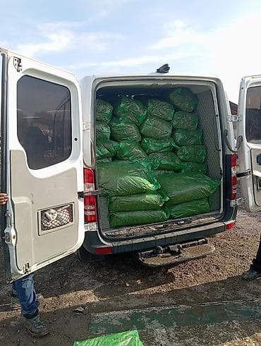 собака хаски цена: 50% КУКУРУЗЫ 25 кг ВЕС,С погрузкой выше 5 тонн договорная — 5