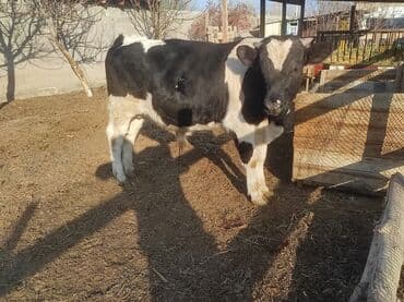 бычки на мясо: Продаю | Бык (самец) | Голштин | Для разведения | Племенные — 1