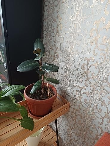 Каланхоэ: Комнатные растения в горшках 1) Аспидистра (Aspidistra elatior) - — 2