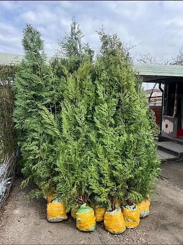 саженцы огурцов: Саженцы деревьев: Туи, Самовывоз — 2