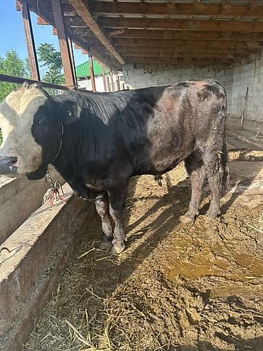 кен булун: Сатам | Бука (эркек) | Бордоп семиртүү үчүн | Асыл тукумдуу — 2