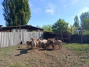 тук сена: Продаю | Овца (самка) | Арашан | Для разведения — 5
