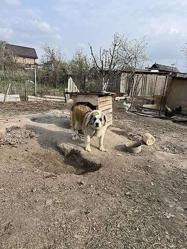 албай ит: Алабай, 3 жаш, Эркек, Эмделген, Ит тегин тастыктоочу документ — 2