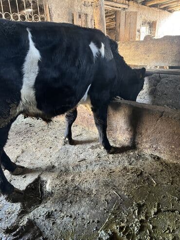 купить кошку бишкек: Сатам | Бука (эркек) | Көбөйтүү үчүн — 3