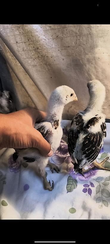 куры в токмаке: Продаю | Куры, Петух, Цыплята | Бойцовая | На забой, Для разведения, Несушки — 2