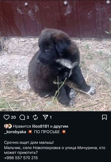 отдам собаку в хорошие руки: Щеночку нужен дом — 1