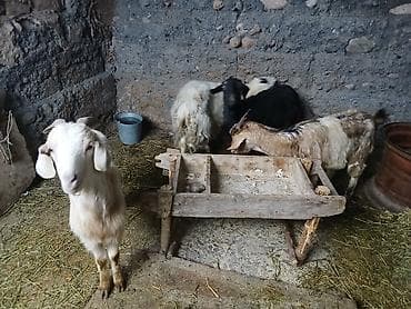 коза самец: Продаю | Коза (самка) | Для разведения — 3