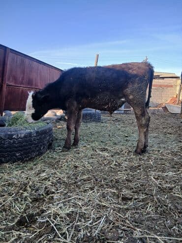 продажа кормов для сельскохозяйственных животных: Продаю | Бык (самец) | Полукровка, Алатауская | На откорм — 4