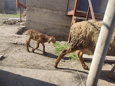 Другие животные: Продаю | Ягненок | Арашан | Для разведения | Племенные — 2