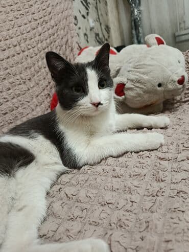 кошка рэгдолл: Кошка даром: Беспородная, 7 месяцев, Девочка, Кастрирована, Приучена к лотку, Проглистована — 1