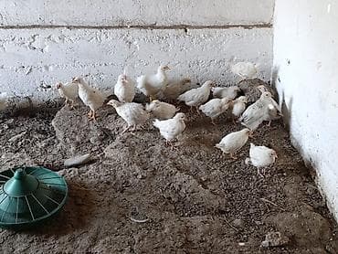 Животные: Продаю | Цыплята | На забой — 3