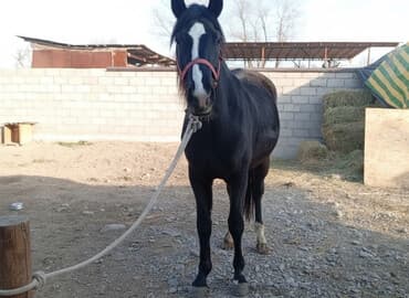 купить собаку для охоты: Продаю | Жеребенок | Рабочий | Племенные — 1