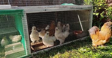 Продаю | Петух, Куры