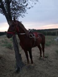 сколько стоит порода собаки доберман: Продаю | Конь (самец) — 2