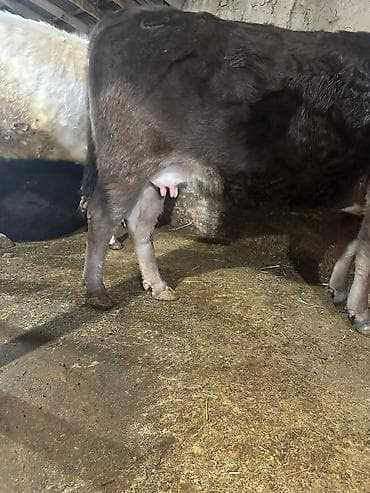 Аквариумдар: Сатам | Уй (ургаачы), Кунаажын | Аргын | Көбөйтүү үчүн, Сүт алуу үчүн — 9