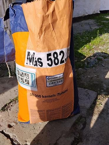 Семена кукурузы MAS 582 (MAS 582.P) — профессиональный гибрид