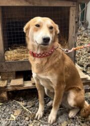 английский бульдог купить: Собака даром: Дворняжка, 1 год, Самка, С прививкой — 2