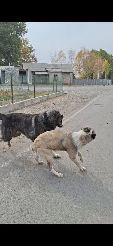 купить собаку доберман: Пастушья/стороживая собака крупного формата (кыргыз добот/старотипная — 17