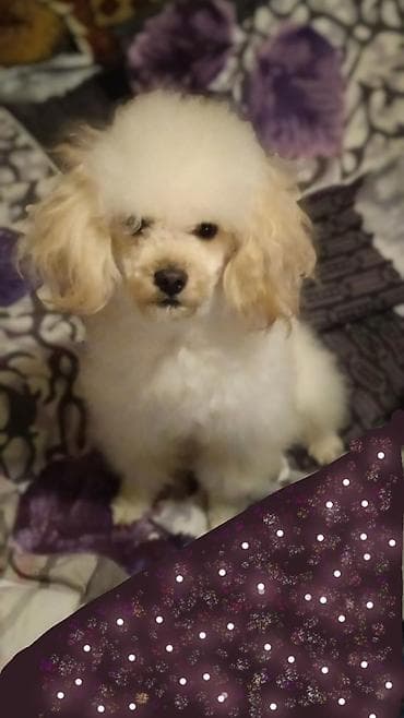 Үй жаныбарлары үчүн товарлар: Ит кууту: Пудель, Эркек, 5 жаштан жогору, Эмделген — 1