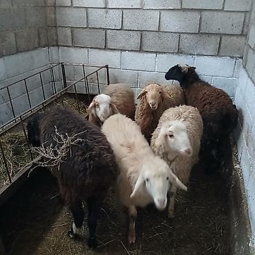Зоотовары: Продаю | Овца (самка) | Для разведения — 5