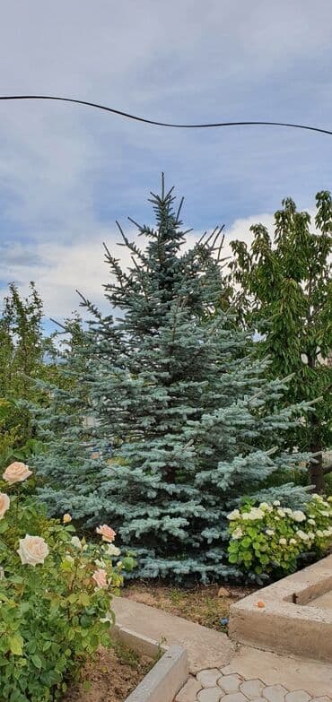 фитолампы для растений: Продаю голубые ёлки, высота 7м — 2