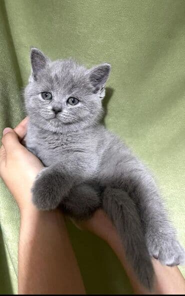 сколько стоит переноска для кошки: Скотиш Страйт (Шотландская прямоухая), 1 месяц, Девочка, Голубой, Приучена к лотку — 4