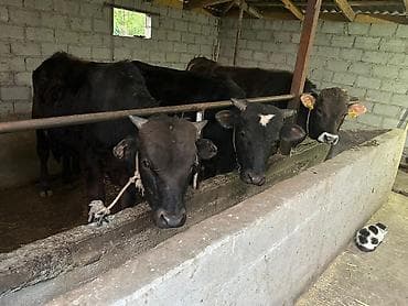 африканские сом: Продаю | Бык (самец) | На откорм | Привязанные — 1