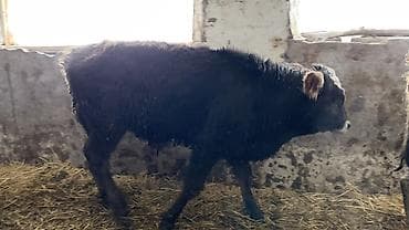 уй участок: Сатам | Музоо | Аргын | Бордоп семиртүү үчүн — 3