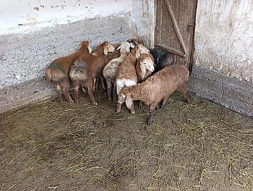 хомяк домашний купить: Продаю | Овца (самка) | Для разведения — 1