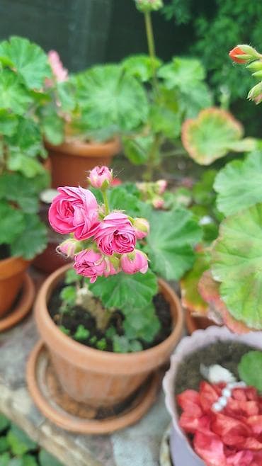 фикус триангулярис: Рассада и комнатные растения в горшках Предлагаются: - — 5