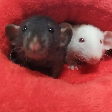 белые крысы: Питомник Rat Hause Love: предлагаются красивейшие лысые и волосатые — 4