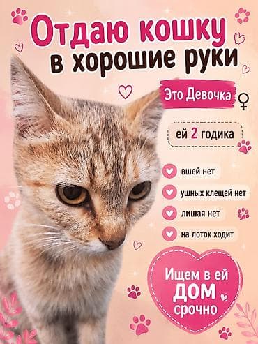 Вязка кошек: Кошка даром: Беспородная, 2 месяца, Девочка, Приучена к лотку — 4
