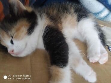 именные ошейники для кошек на заказ: Отдам в хорошие руки .Много играет,мало кушает. Ещё есть рыжий цвет,и — 2