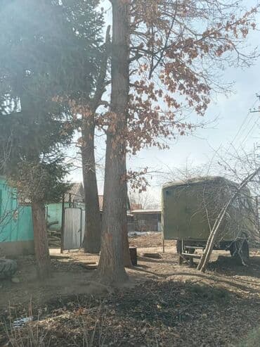 уголь каракече бешсары шабыркуль каражыра доставка бишкек купить фото: 2 дуба спиленные цена договорная — 1