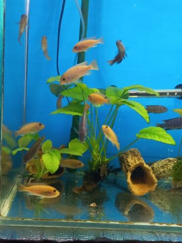 форель бишкек: Продаю подростков псевдотрофеусов — 3