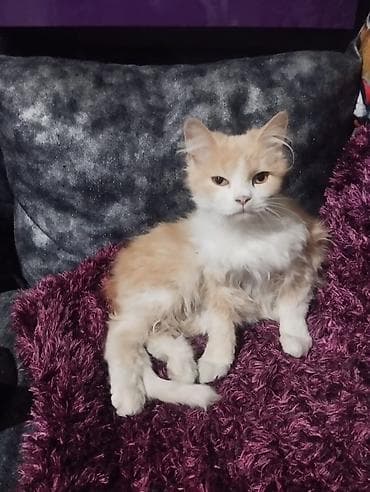 белый котенок с голубыми глазами купить: Котята домашние, пушистые, разного окраса: - Черный — коротко- и — 2