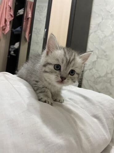 купить вислоухого котенка в бишкеке: Продаётся котёнок! 🐾 Очаровательный породистый шотландский котёнок — 3