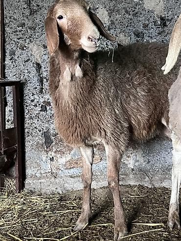 Башка жаныбарлар: Сатам | Ургаачы кой (ургаачы) | Көбөйтүү үчүн — 6