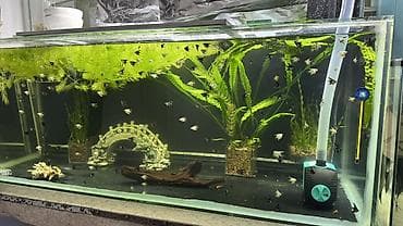 попугай розелла цена: Скалярии (Pterophyllum) — молодь разноцветных окрасов(родители — 2