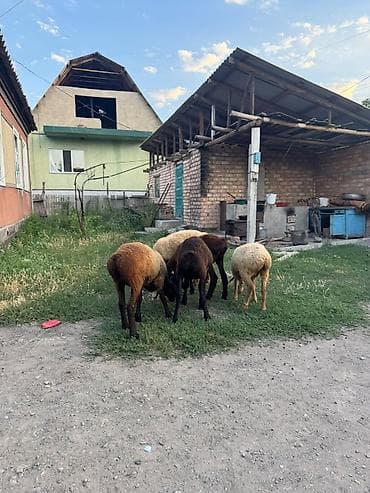 маленькая кошка: Продаю | Баран (самец) | Для разведения — 5
