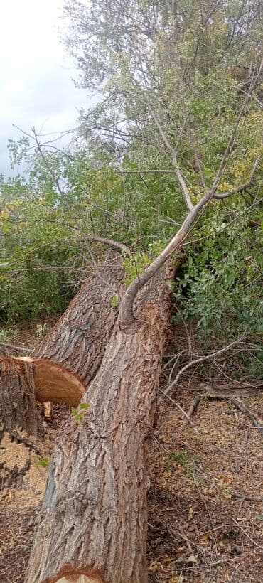 Дрова/распил древесины с поваленных деревьев - На фото —