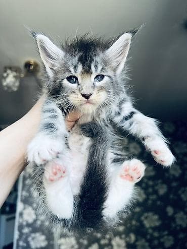 🐾 Продаются котята породы мейн-кун 🐾 Крупные, ласковые и очень — 4