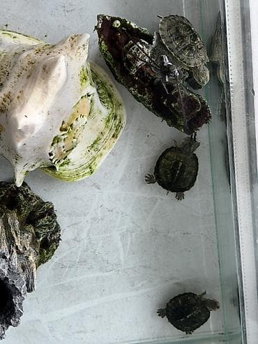 Акватеррариум с 4 черепахами - Стеклянный акватеррариум прямоугольной