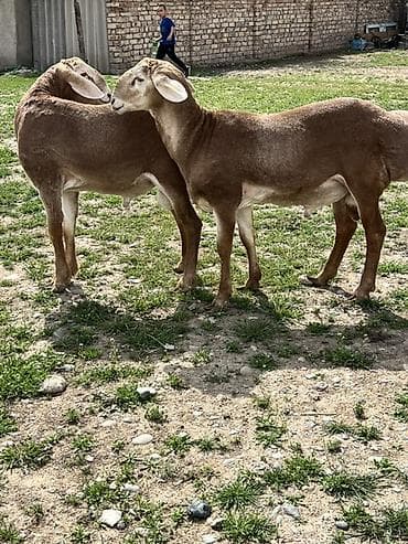 бездомные кошки: Продаю | Баран (самец) | Для разведения | Племенные — 2