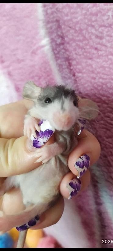 с мыкан: Питомник Rat Hause Love: предлагаются красивейшие лысые и волосатые — 9