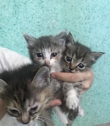 новорожденные котята: ДАРОМ! Котята, помёт из трёх малышей. - Возраст: примерно 1–1,5 — 4