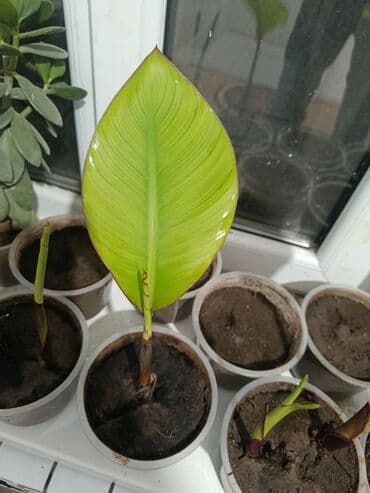 грецкий орех очищенный цена за 1 кг бишкек: Саженцы цветка: Канна — 1